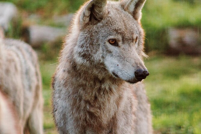 Tsitsikamma Wolf Sanctuary Guided Tour & Day Pass - Why the Tsitsikamma setting matters