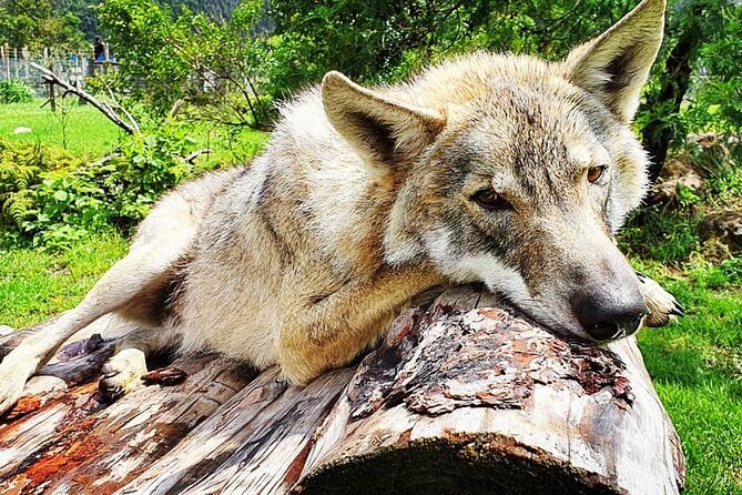 Tsitsikamma Wolf Sanctuary Guided Tour & Day Pass - Meeting the wolves without turning them into a spectacle