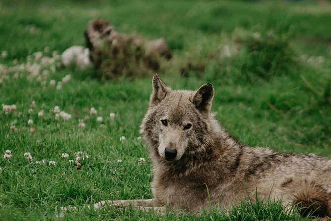 Tsitsikamma Wolf Sanctuary Guided Tour & Day Pass - Is $20.23 good value?