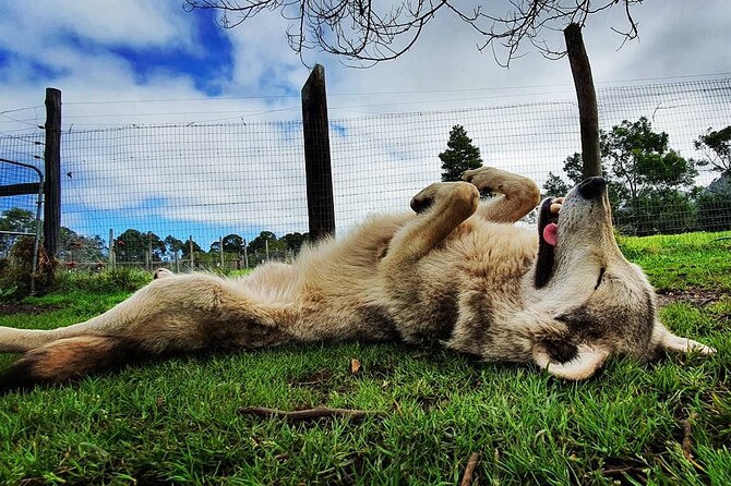 Tsitsikamma Wolf Sanctuary Guided Tour & Day Pass - Practical details for planning your stop