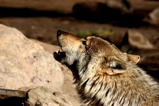 Tsitsikamma Wolf Sanctuary Guided Tour & Day Pass - The stories behind the rescued grey timber wolves