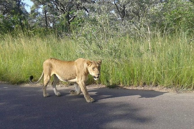 Two day Kruger National Park Safari from Johannesburg - The Real Shape of This Two-Day Kruger Trip