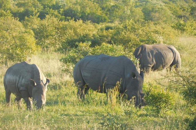 Two Days, One Night Tour: Blyde River to Kruger National Park - The 10-hour Kruger safari on day two