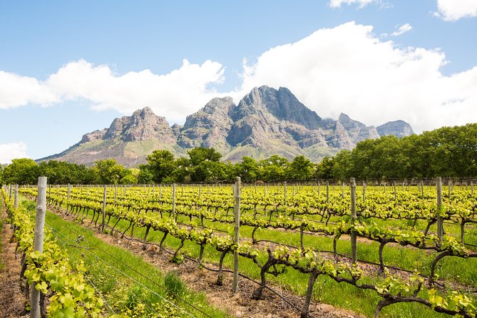 Urban Safari in Cape Town - Hout Bay and the road to Chapmans Peak