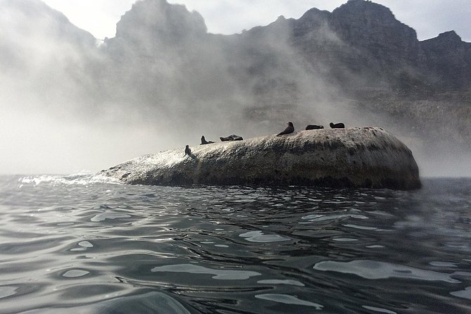 V&A Waterfront Marine Big 5 Ocean Safari - Key points to know before you go