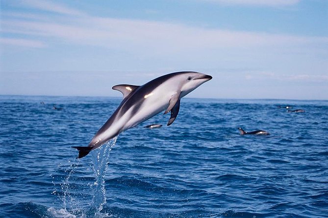 V&A Waterfront Marine Big 5 Ocean Safari - Snacks, refreshments, and comfort on board