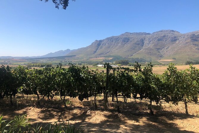 Vine Hopper: Hop-On Hop-Off Wine Tour - Northern Route - Bergkelder: building a realistic wine day