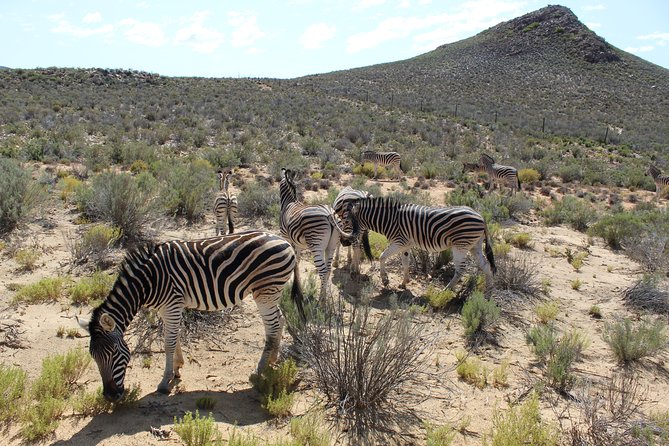 Visit African Big 5 Safari Aquila Game Reserve from Cape Town - full Day - Key points to know before booking