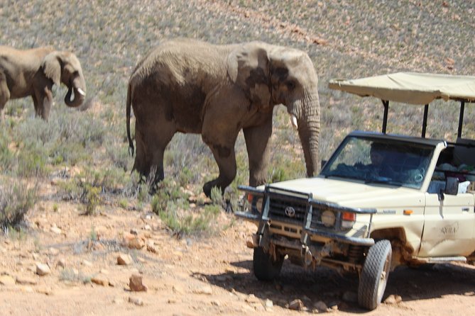 Visit African Big 5 Safari Aquila Game Reserve from Cape Town - full Day - Arrival at Aquila Game Reserve