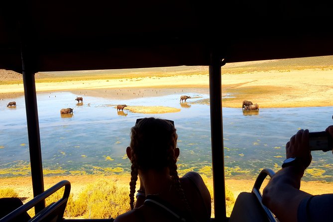 Visit African Big 5 Safari Aquila Game Reserve from Cape Town - full Day - The return to Cape Town