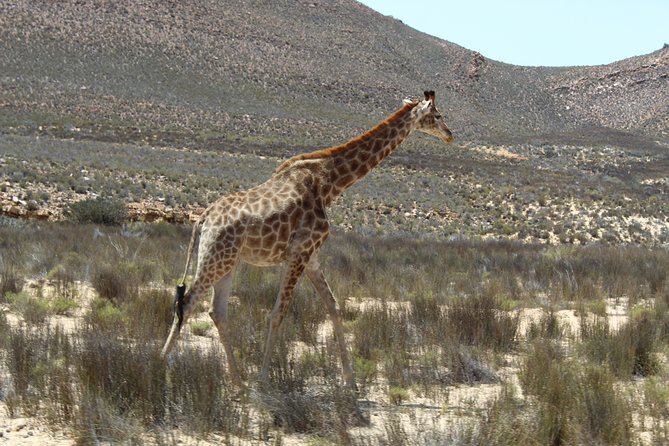 Visit African Big 5 Safari Aquila Game Reserve from Cape Town - full Day - What $227.59 buys you