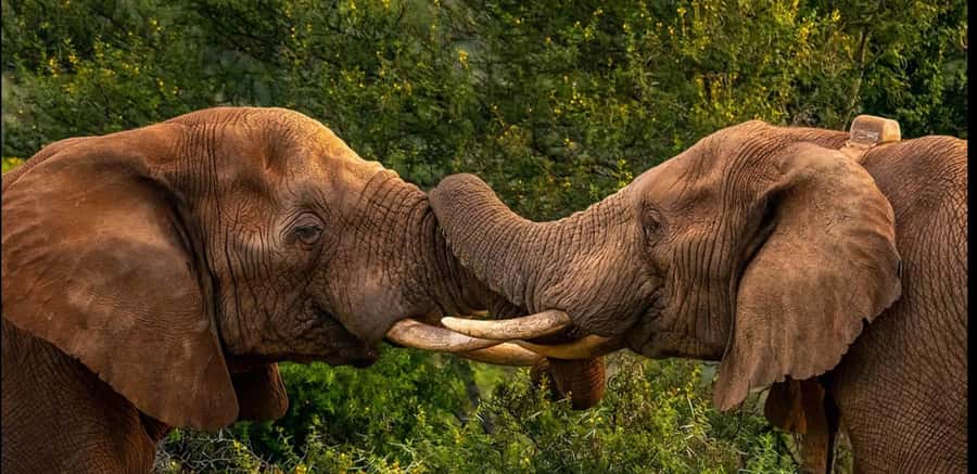 Visit Port Elizabeth :Addo Elephant Park Wildlife Safari - Key points at a glance