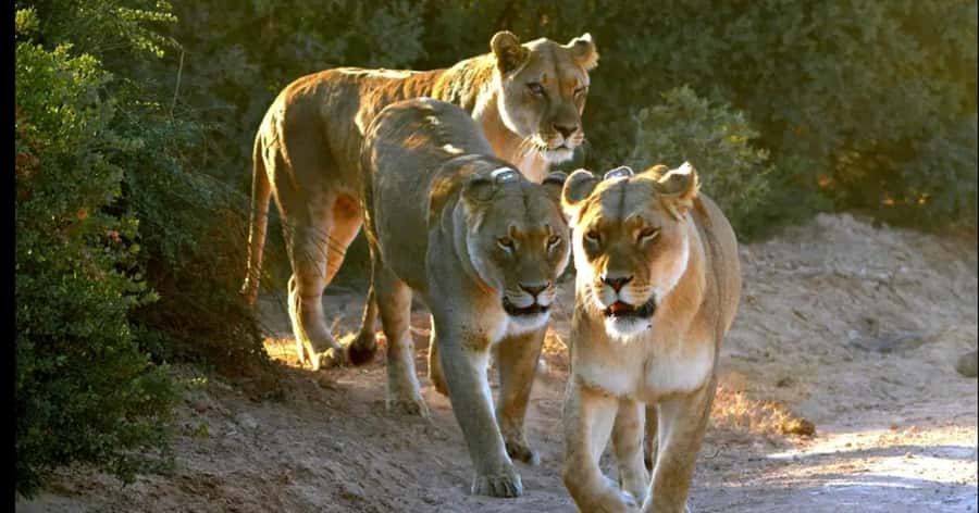 Visit Port Elizabeth :Addo Elephant Park Wildlife Safari - Is $156 a fair price?