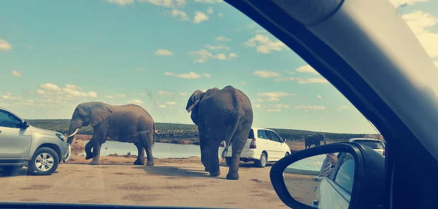 Visit Port Elizabeth :Addo Elephant Park Wildlife Safari - Entering Addo and beginning the game drive