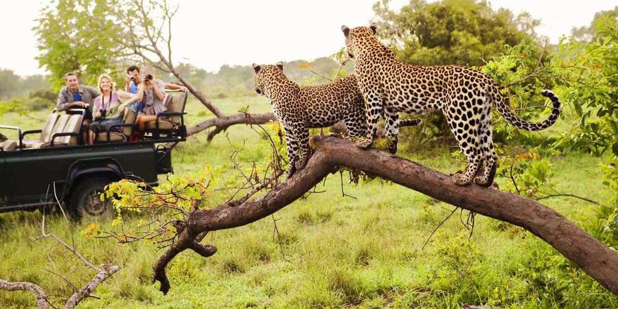 Visit Port Elizabeth :Addo Elephant Park Wildlife Safari - A short lunch break in the park