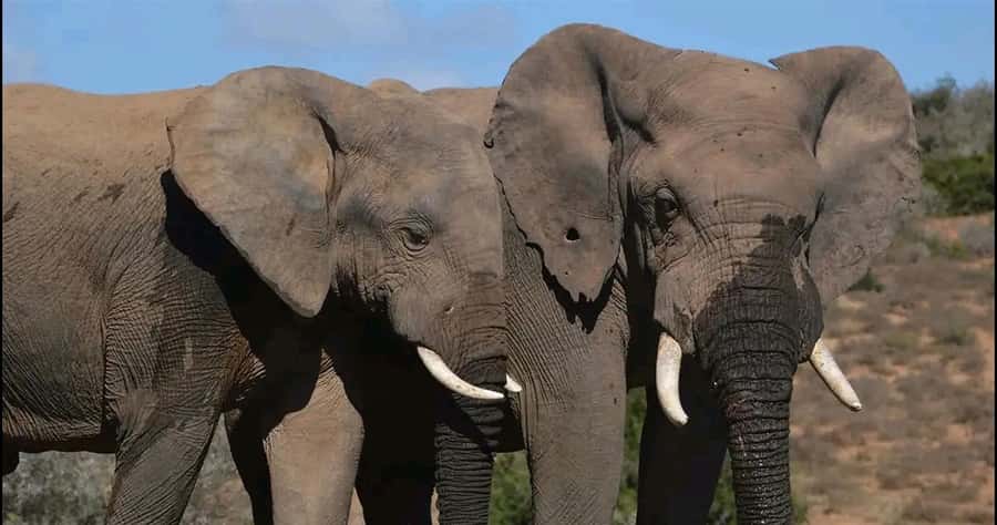 Visit Port Elizabeth :Addo Elephant Park Wildlife Safari - How the guide affects your experience