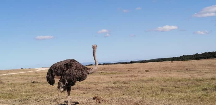Visit Port Elizabeth :Addo Elephant Park Wildlife Safari - Transport, vehicle comfort, and access