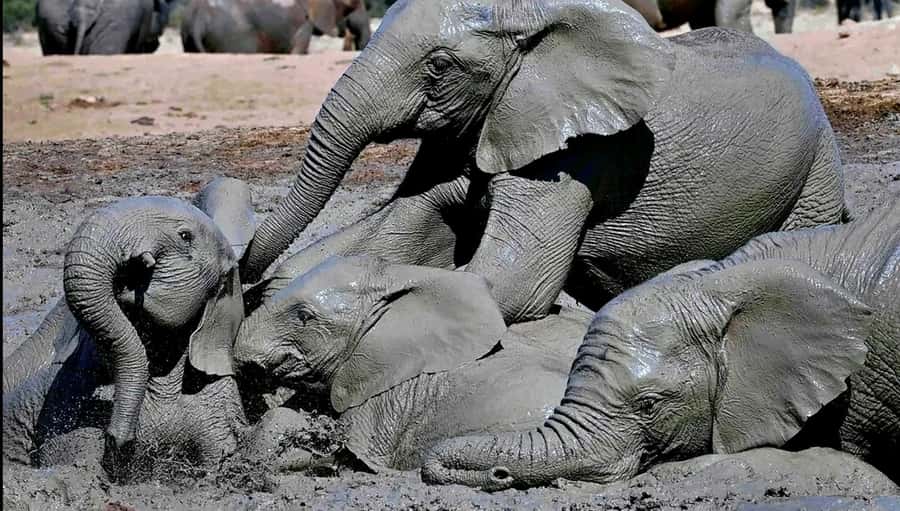 Visit Port Elizabeth :Addo Elephant Park Wildlife Safari - Pickup from Port Elizabeth keeps the day simple