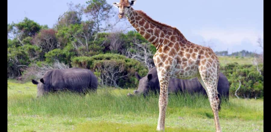 Visit Port Elizabeth :Kragga Kamma Wildlife Bus/Car tour - Key points to know before booking