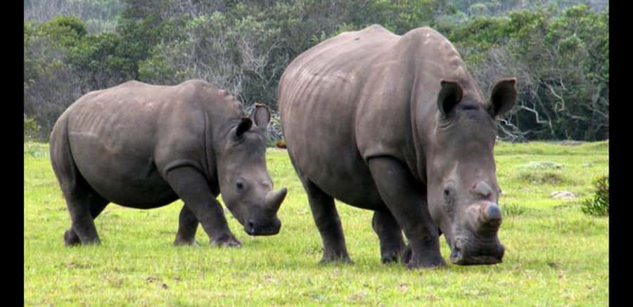 Visit Port Elizabeth :Kragga Kamma Wildlife Bus/Car tour - Why the Port Elizabeth and Kragga Kamma combination works