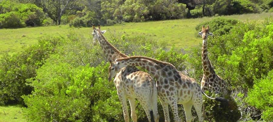 Visit Port Elizabeth :Kragga Kamma Wildlife Bus/Car tour - What the wildlife drive feels like in practice