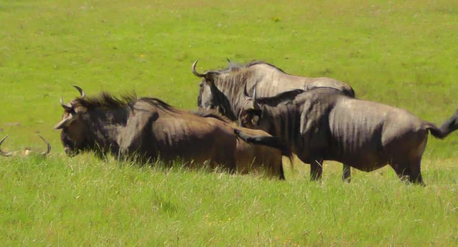 Visit Port Elizabeth :Kragga Kamma Wildlife Bus/Car tour - Port Elizabeth’s historic center and Victorian details