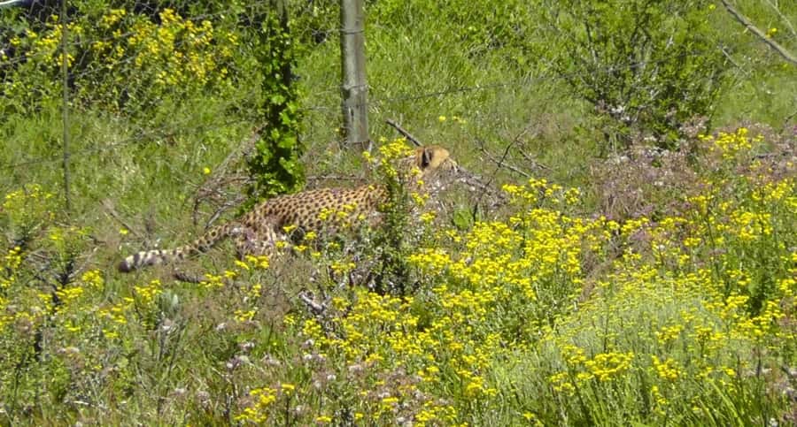 Visit Port Elizabeth :Kragga Kamma Wildlife Bus/Car tour - Markets, crafts, and local culture