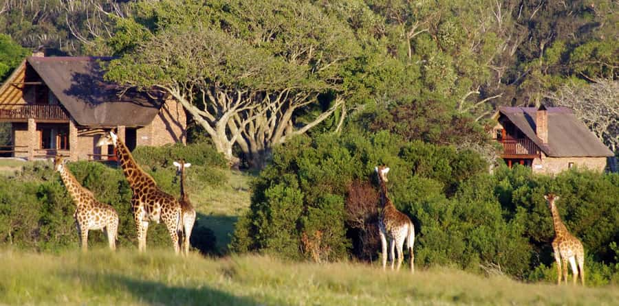 Visit Port Elizabeth :Kragga Kamma Wildlife Bus/Car tour - Optional beer tasting and the cost of lunch
