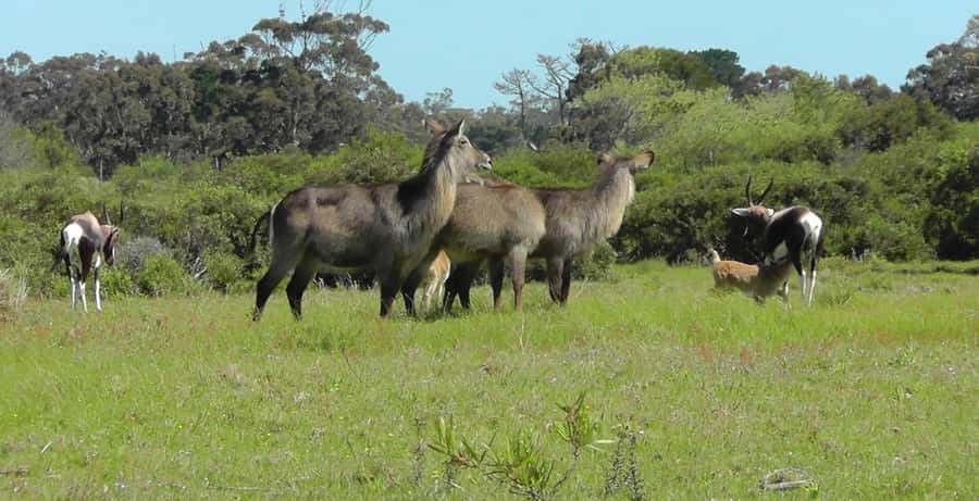 Visit Port Elizabeth :Kragga Kamma Wildlife Bus/Car tour - Who should book this day out?