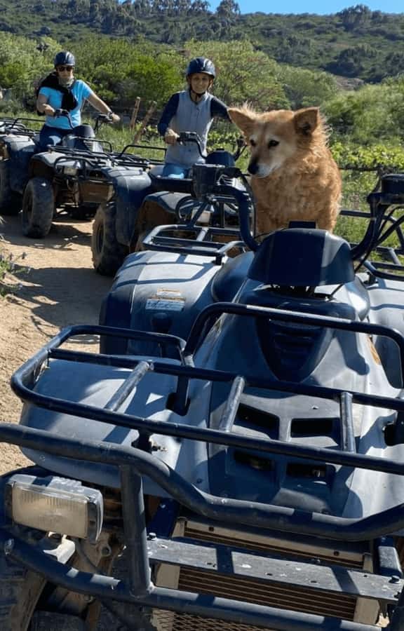 Vrede en Lust Wine Estate: 1H Quad Bike Trail - Is $71 Good Value For One Hour?