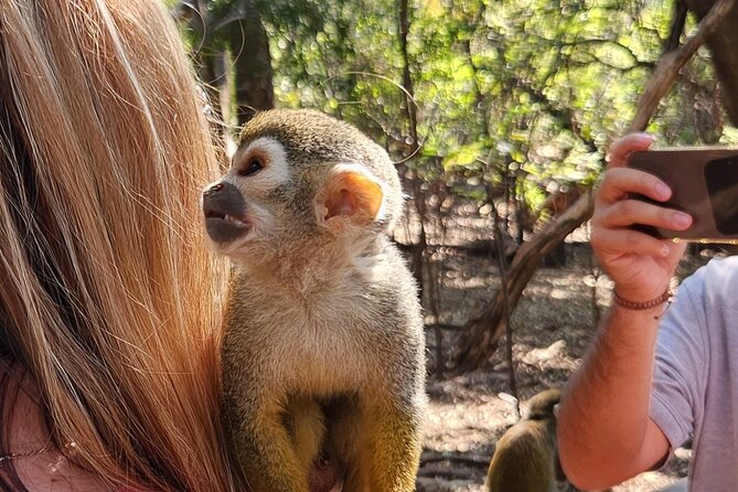 Walk with Elephants Experience plus Monkey Forest Walk - Monkey Sanctuary: a forest walk with rescued animals