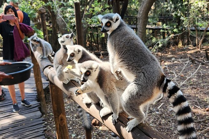 Walk with Elephants Experience plus Monkey Forest Walk - Hartbeespoort elephant walk: close, calm, and highly personal