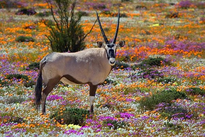West Coast Wonders Full Day Tour with Private Transfer - Six useful things to know before you book