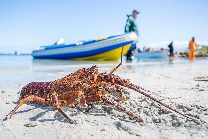 West Coast Wonders Full Day Tour with Private Transfer - Langebaan gives the day a second personality