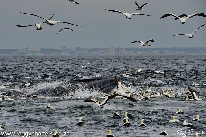 Whale, Dolphin & Penguin Island Cruise - What the small-group format changes