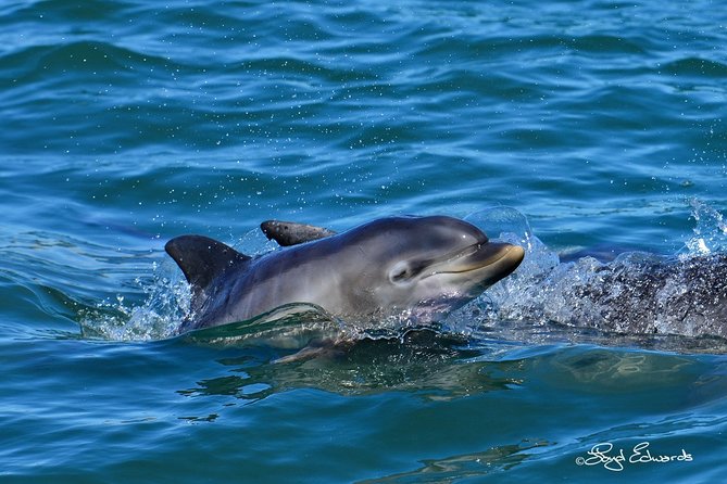 Whale, Dolphin & Penguin Island Cruise - St. Croix Island and its African penguins