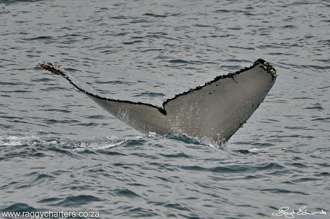 Whale, Dolphin & Penguin Island Cruise - Birds, seals, and the wider bay ecosystem