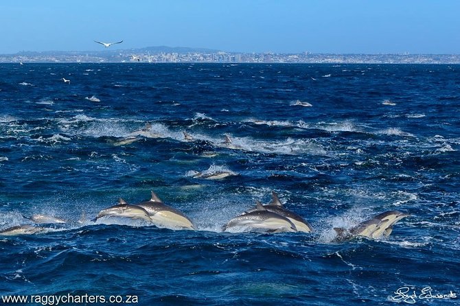 Whale, Dolphin & Penguin Island Cruise - The crew, safety, and the feel of the trip