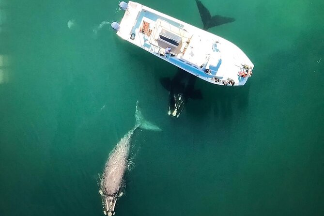 Whale Watching from Gansbaai - Why Southern right whales make this route special