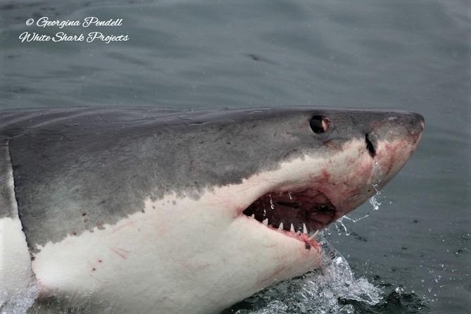 Whale Watching from Gansbaai - What the boat and group size mean for you