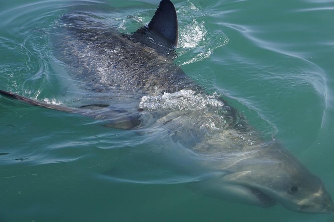 Whale Watching from Gansbaai - Who will enjoy this cruise most?
