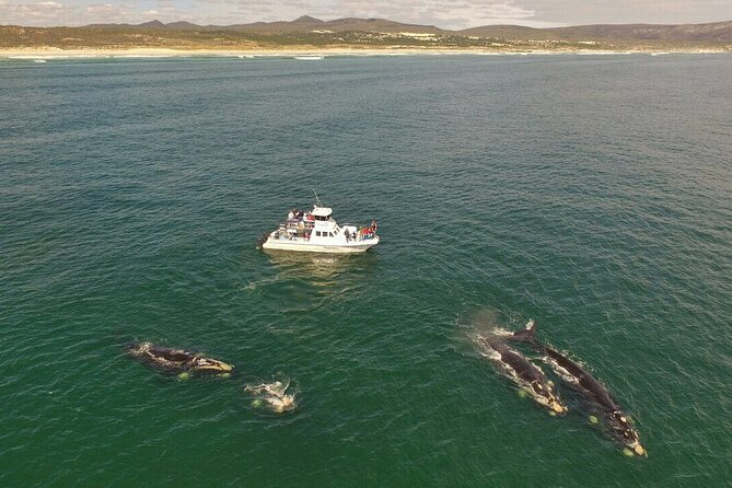 Whale Watching from Gansbaai - A two-hour search with more than whales