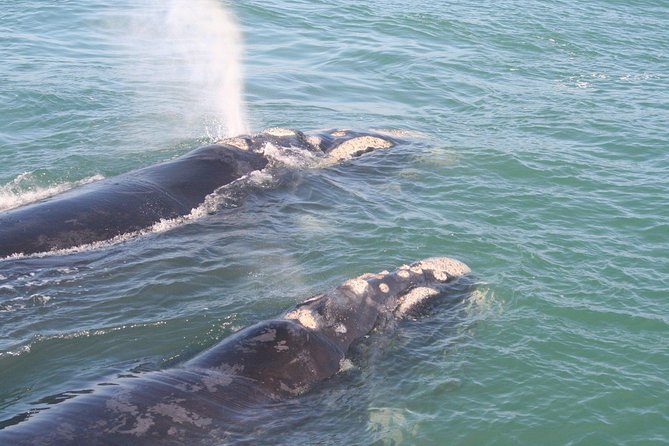 Whale Watching Hermanus - Boat base - The road from Cape Town to Hermanus