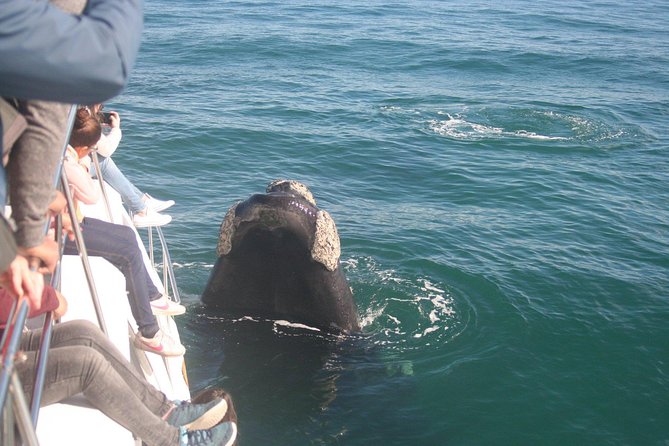 Whale Watching Hermanus - Boat base - What you may see in Walker Bay