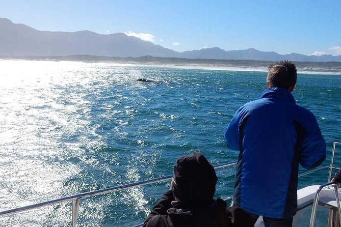 Whale Watching Hermanus - Boat base - Who should book this day trip