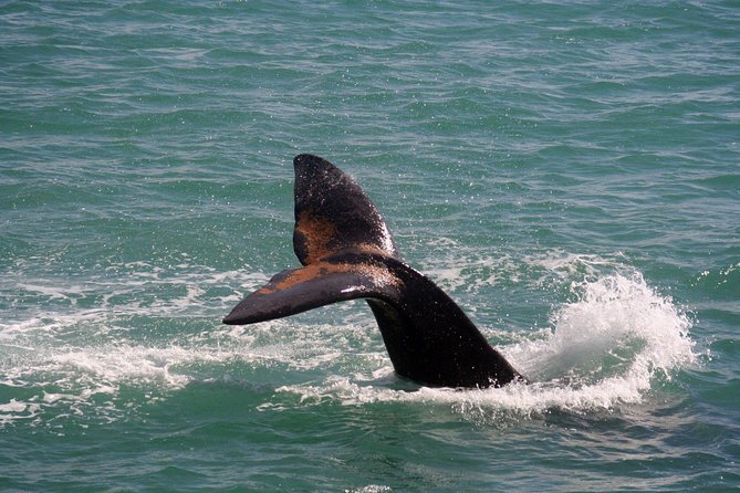 Whale Watching Hermanus - Boat base - Booking timing and cancellation details