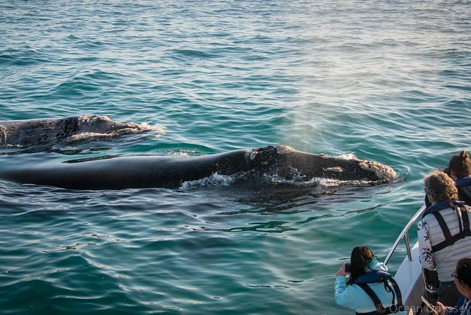 Whale Watching Knysna - Close Encounter Experience Ocean Odyssey - Setting out from Thesen Island