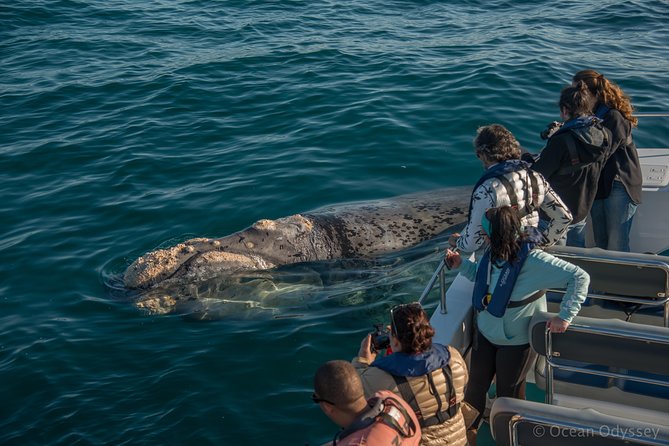Whale Watching Knysna - Close Encounter Experience Ocean Odyssey - Searching the open water for whales