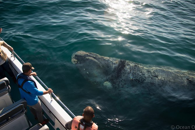 Whale Watching Knysna - Close Encounter Experience Ocean Odyssey - What a close encounter really means