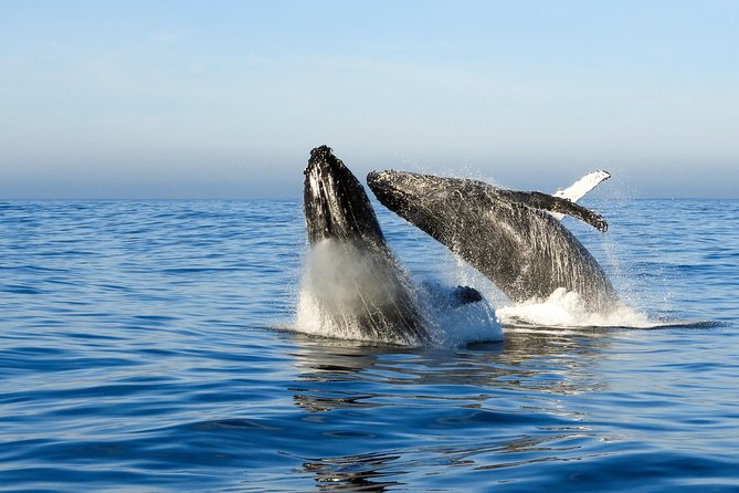 Whale Watching Knysna - Close Encounter Experience Ocean Odyssey - Why the crew and commentary matter